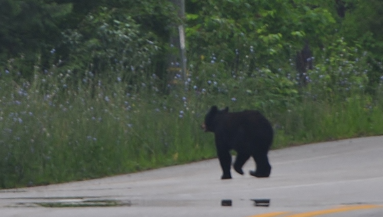 black bear crossing road